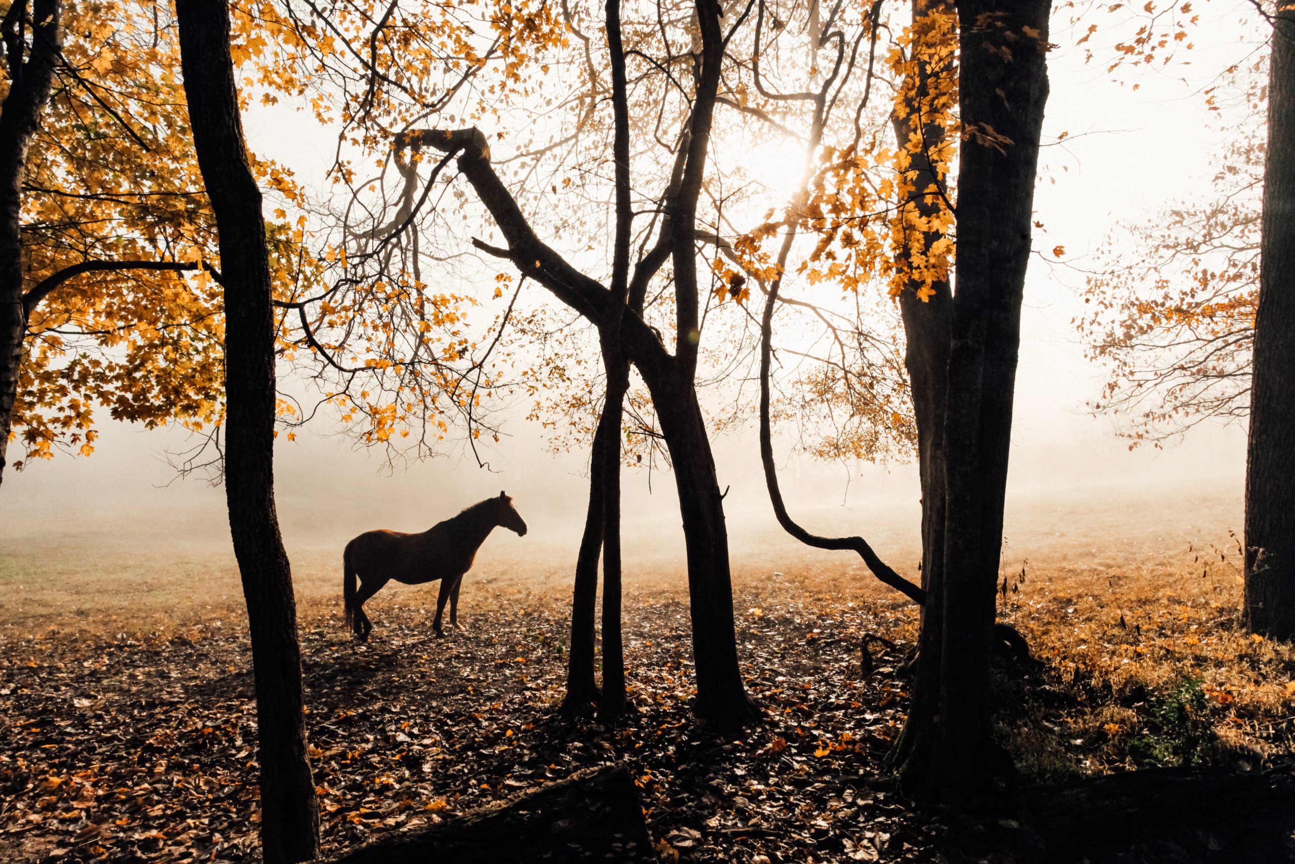 barnyard supply, equine bedding, horse bedding