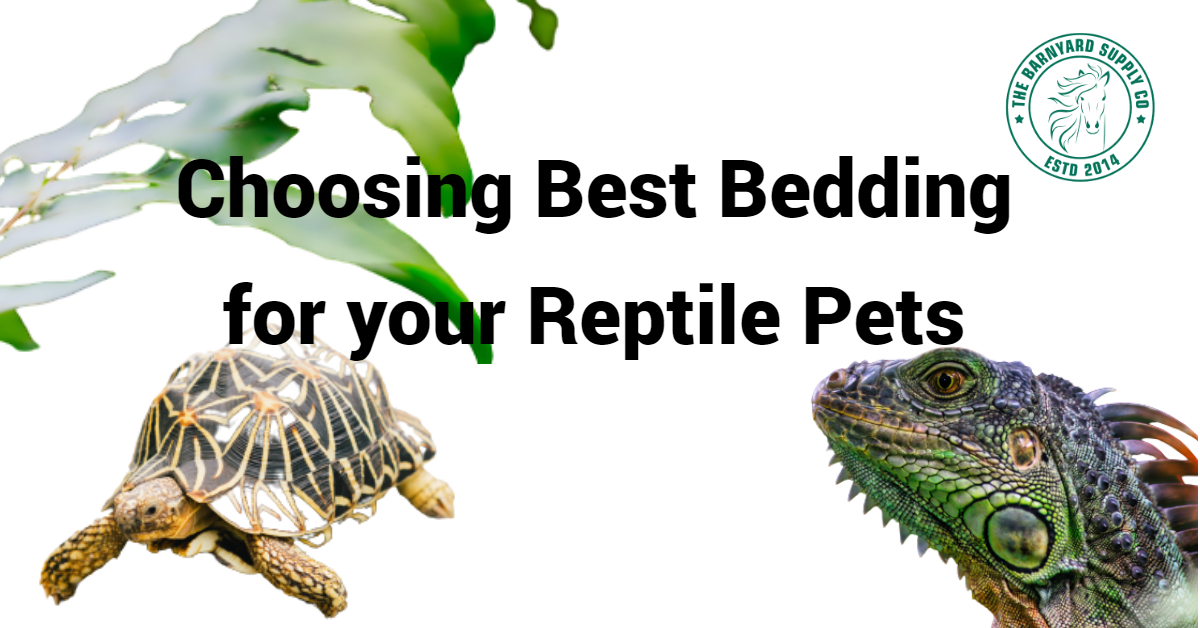 Choosing Best Bedding for your Reptile Pets The Barnyard Supply Co