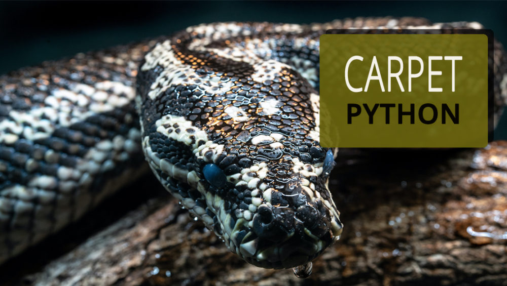 A Guide on Pet Snake Caring – Carpet Python - The Barnyard Supply Co