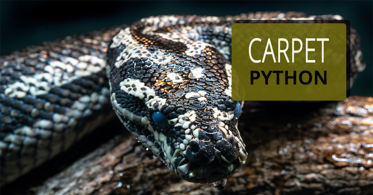 Carpet Python Weight Chart at Jaime Brett blog