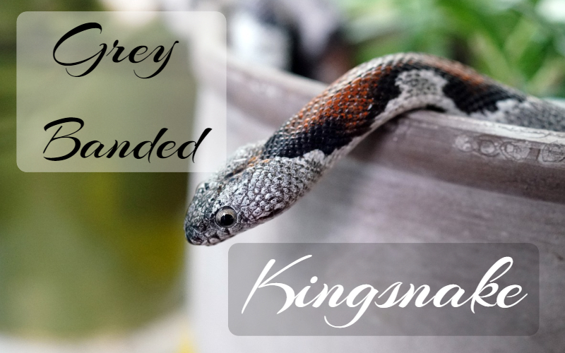 Grey Banded Kingsnake, Best Bedding For King Snakes
