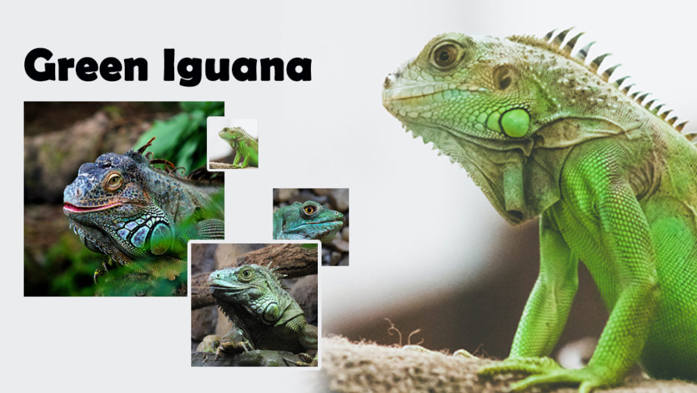 iguana supplies