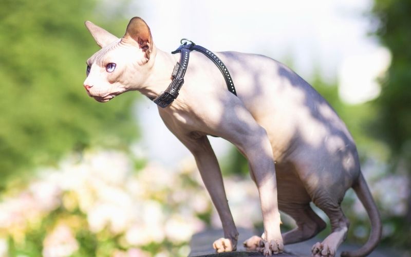 10 Best Cat As Pet The Barnyard Supply Co