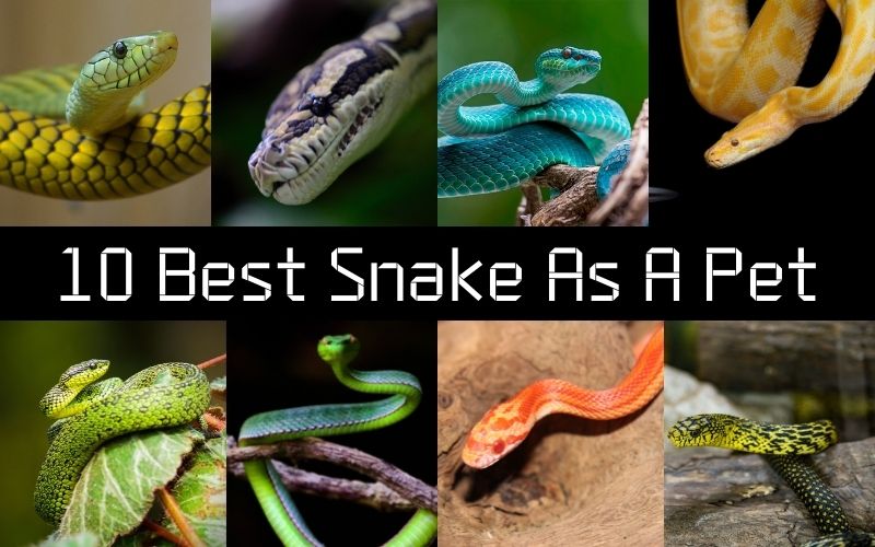 10 Best Snake As Pet The Barnyard Supply Co
