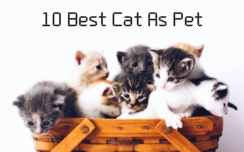10 Best Cat As Pet The Barnyard Supply Co